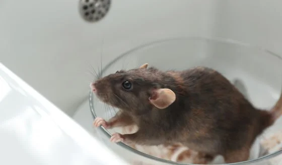 dératisation seine et marne 77