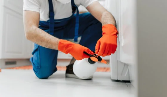 dératisation seine et marne 77